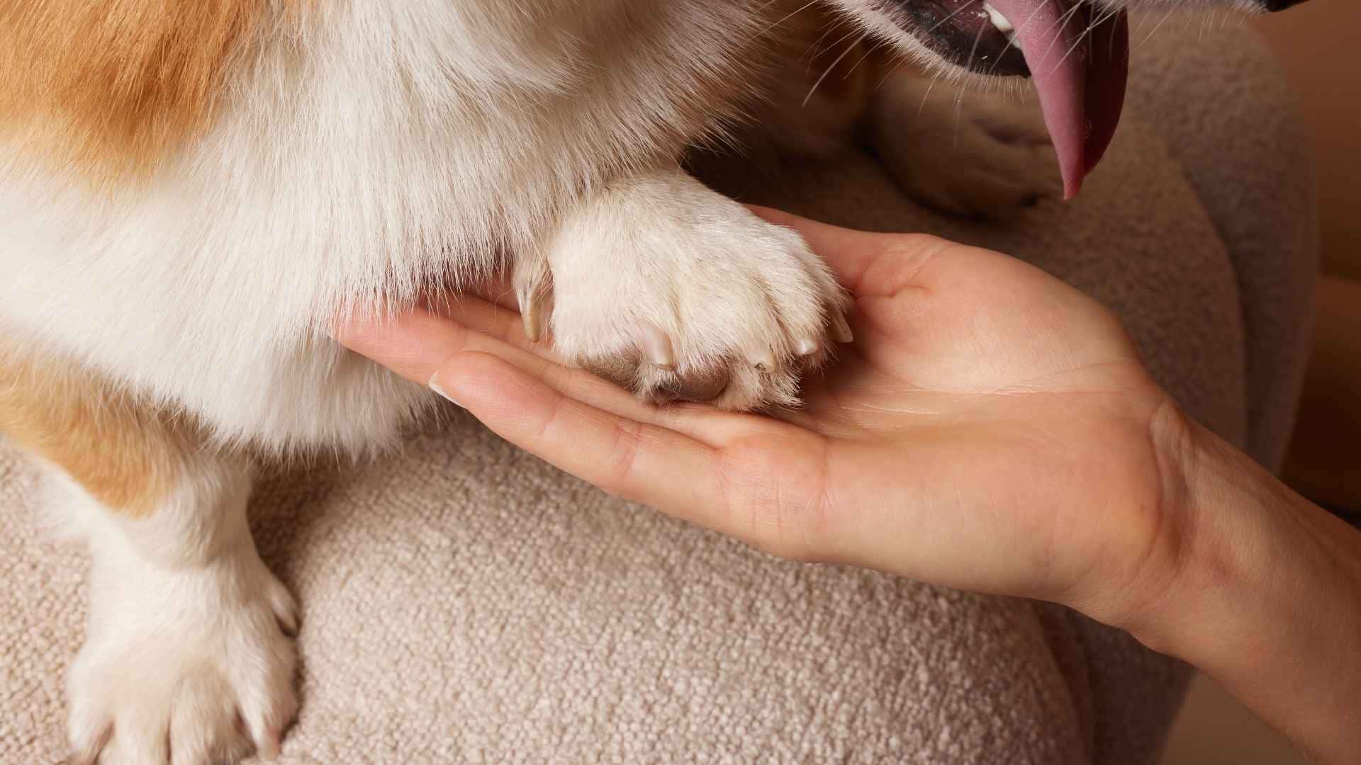 Hiperqueratosis en perros